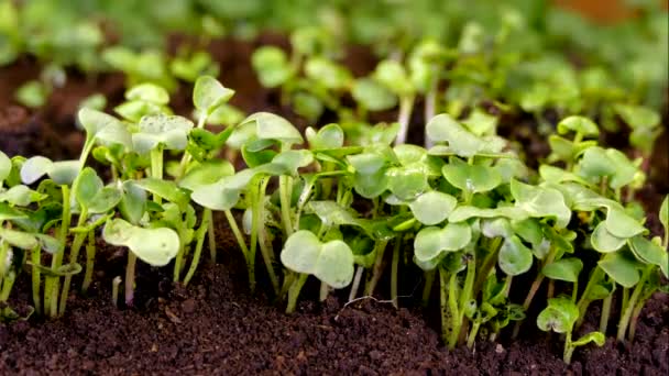 Un brote verde sale a través de la corteza del suelo. El comienzo de la vida vegetal y la primavera. Nueva vida. Negocio agrícola. Microgreen y plántulas. Semillas germinadas . — Vídeos de Stock