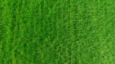Yeşil çimlerle kaplanmış bir arazi. Yeşil arkaplan ve doku. Genç buğday filizlerinin en üst görüntüsü. Çiftlik arazisi ve tarım sektörü. tarım endüstrisi.