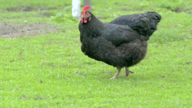 Çiftçilerin kümes hayvanlarını kemiren tavuk. Tavuklar çimenlikteki yeşil çimlerin arka planını gagalıyor.