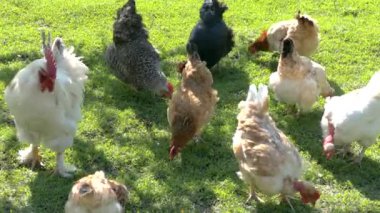 Tavuk ve horoz çiftçi kümes hayvanlarını kemiriyor. Tavuklar çimenlikteki yeşil çimlerin arka planını gagalıyor.