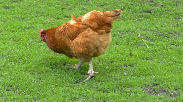 Hühner knabbern auf einem Geflügelhof. Hühner picken vor dem Hintergrund grünen Grases auf dem Rasen. — Stockvideo