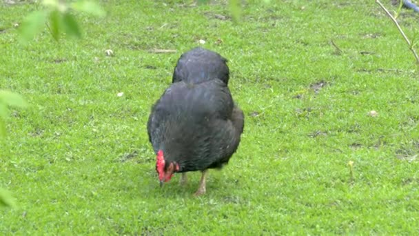 Du poulet grignote dans une basse-cour. Poules picorent sur le fond d'herbe verte sur la pelouse . — Video