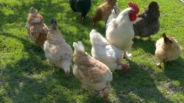 Hühner und Hahn knabbern auf dem Geflügelhof der Bauern. Hühner picken vor dem Hintergrund grünen Grases auf dem Rasen. — Stockvideo