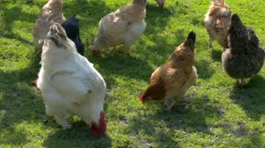Tavuk ve horoz çiftçi kümes hayvanlarını kemiriyor. Tavuklar çimenlikteki yeşil çimlerin arka planını gagalıyor.