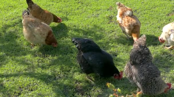 Hühner und Hahn knabbern auf dem Geflügelhof der Bauern. Hühner picken vor dem Hintergrund grünen Grases auf dem Rasen. — Stockvideo