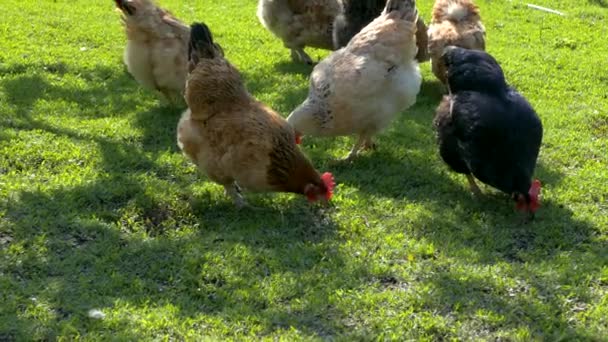 Hühner und Hahn knabbern auf dem Geflügelhof der Bauern. Hühner picken vor dem Hintergrund grünen Grases auf dem Rasen. — Stockvideo