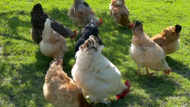 Pollos y gallos mordisquean el corral de los granjeros. Gallinas picotean contra el fondo de hierba verde en el césped . — Vídeos de Stock