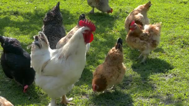 Pollos y gallos mordisquean el corral de los granjeros. Gallinas picotean contra el fondo de hierba verde en el césped . — Vídeos de Stock