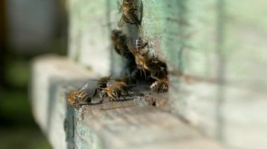 Arılar dışarı uçar ve kovana doğru uçar. Arılardaki arılar polen ve bal taşırlar. Topluluğun işi..