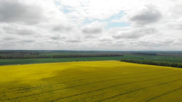 Farbige Felder der Agrarindustrie. Rapsfelder von oben gesehen. Ackerland. — Stockvideo