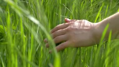 Kadının elleri yeşil çimlere değiyor 