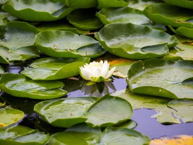 Nilüfer ve zambak yastıkları bir pond yüzen