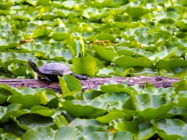 Lone western painted turtle on a log in a pond fully of lily pads clipart