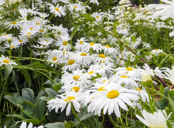 Daisies Daisies Stokrotki Idealny Kwiat Lato — Zdjęcie stockowe