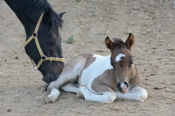 Portrait of a young paint filly lying on the ground near her mom