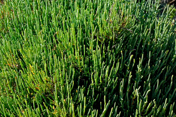 close up of a fat plant