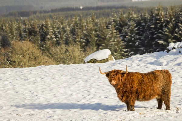 A scottish highland cow in winter sanding in the snow in a scottish scenery