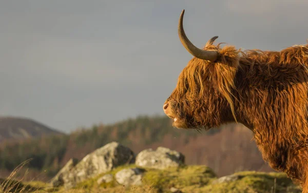 a highland scottish cow seen from the side looking into the distance