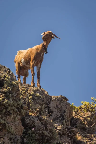 Una Capra Bruna Con Corna Piedi Outrcop Roccioso Con Cielo — Foto Stock