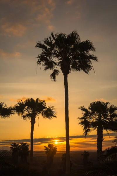 Tall Palm Trees Sunset Background — Stock Photo, Image