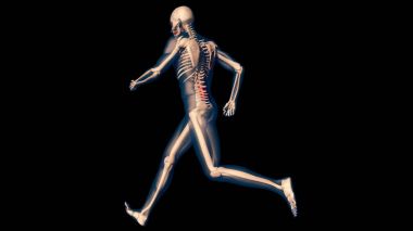Lower Spine Pain in Human Body Transparent Design