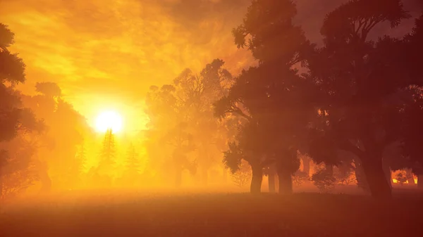 日の入り日の出光線で緑豊かな太古の森 — ストック写真