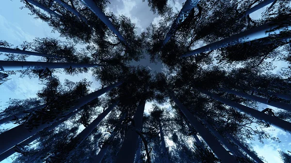 Низкий широкий угол зимнего соснового леса — стоковое фото