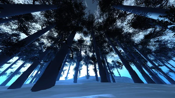 Téli fenyves erdő alacsony nagy látószögű — Stock Fotó
