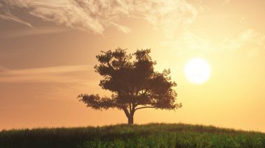 Yalnız ağaç günbatımı gündoğumu alanında yaz