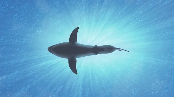 Il grande squalo bianco nella vista laterale dell'oceano — Foto Stock