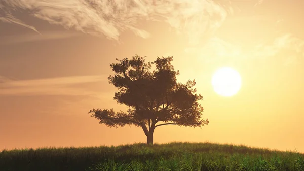 Albero solitario sul campo estivo al tramonto — Foto Stock