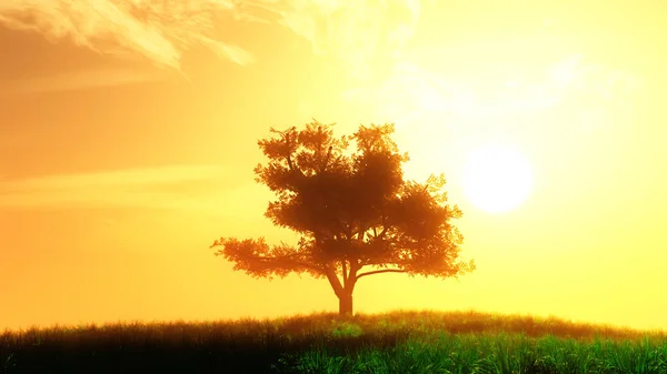 日落日出的夏日田野上的孤独树 — 图库照片