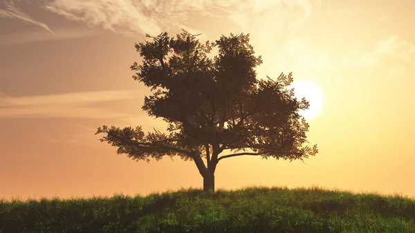 Lonely Drzewo na lato pole w zachód Słońca Wschód słońca — Zdjęcie stockowe