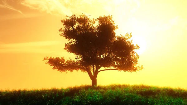 Árvore solitária no campo de verão ao nascer do sol — Fotografia de Stock