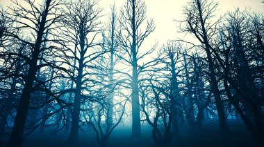 Ölü orman Misty Woods