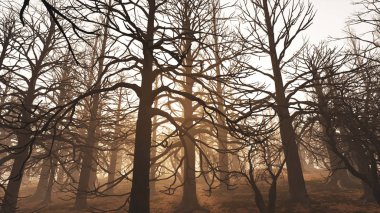 Ölü orman Misty Woods