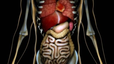 Şeffaf bir insan sağlıklı iç organlarda anatomik C vücut