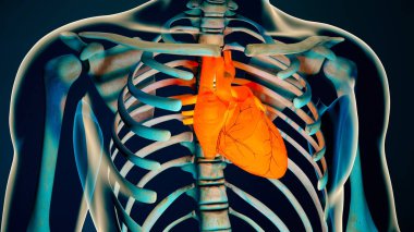 İnsan vücudu saydam kalp Modern anatomik kavramı