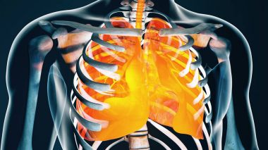 İnsan vücudu şeffaf Throax akciğer sistem Modern anatomik