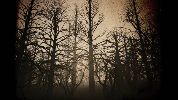 Döda skogen Misty Woods — Stockfoto
