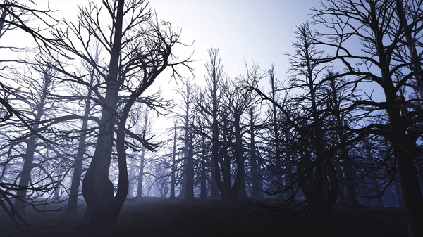 Toter Wald neblige Wälder — Stockfoto