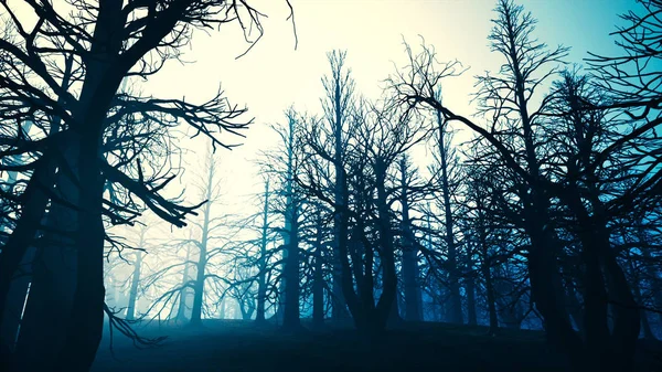 Toter Wald neblige Wälder — Stockfoto