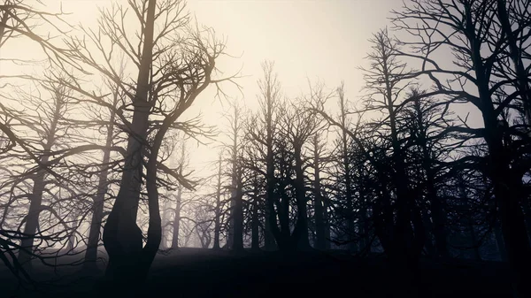 Bosque muerto Misty Woods — Foto de Stock