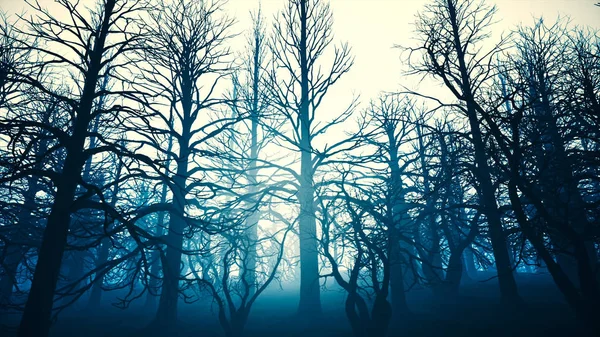 Ліс мертвих туманні лісу — стокове фото