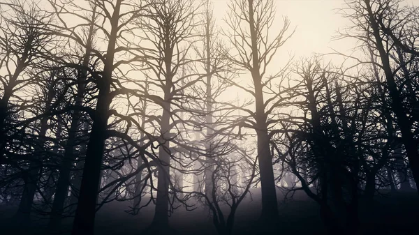 Bosco nebbioso della foresta morta — Foto Stock