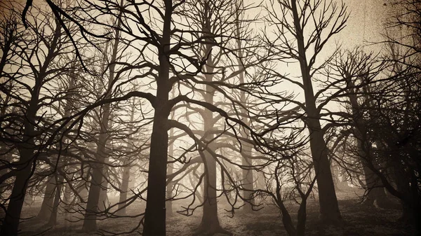 Dead Forest Misty Woods — Stock Photo, Image