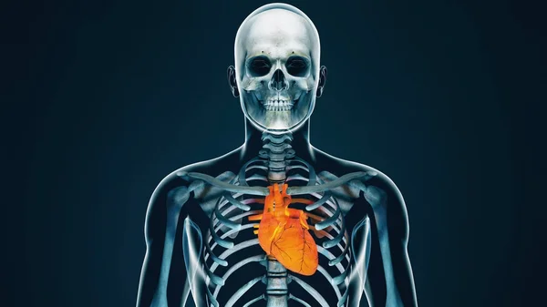 Cuerpo humano Corazón transparente Concepto anatómico moderno — Foto de Stock