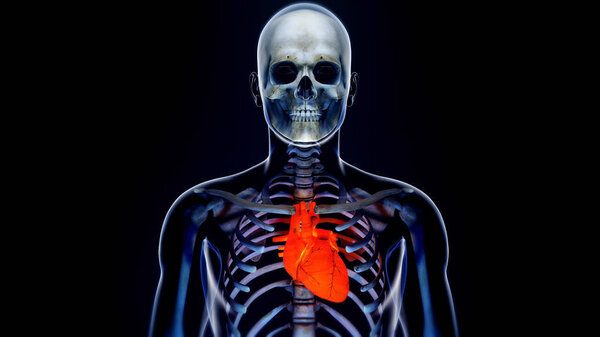 Human Body Transparent Heart Modern Anatomical Concept