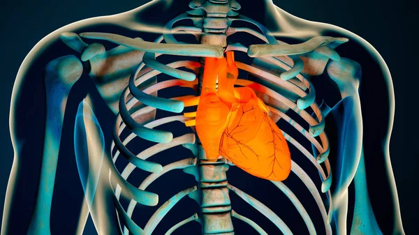 Cuerpo humano Corazón transparente Concepto anatómico moderno — Foto de Stock