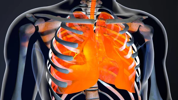 Sistema pulmonar de garganta transparente del cuerpo humano anatómico moderno — Foto de Stock